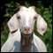 Baa